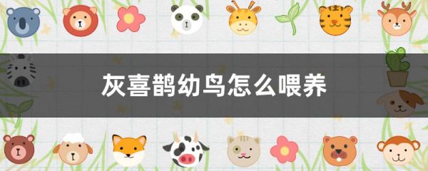 灰喜鹊幼鸟怎么喂养
