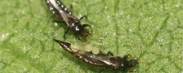 虫螨腈使用注意事项