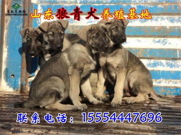 3ddd68bedb667260 (2)_副本