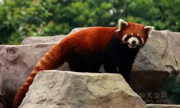 常识普及|教你区分大熊猫、小熊猫和小浣熊