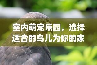 室内萌宠乐园，选择适合的鸟儿为你的家增添欢乐与和谐