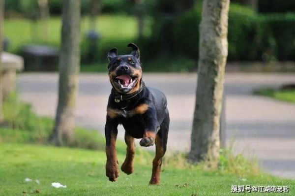 罗威纳犬性格分析：聪明、忠诚还是顽固？