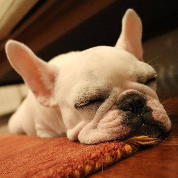 斗牛犬性格温顺吗