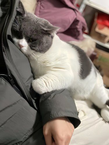 这家伙竟然分离焦虑了……