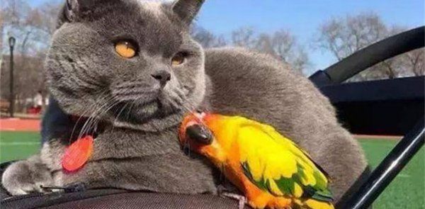 猫和鸟能一起养吗