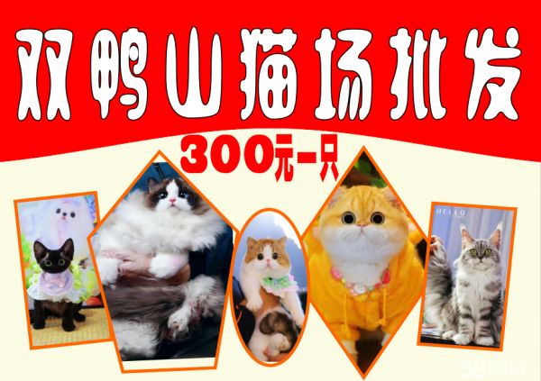 店主头像