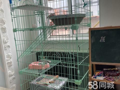 双鸭山宠物用品/食品·二手猫笼子长850宽550高1800，价格100元自提，二九一