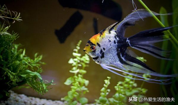 燕鱼水温多少度合适（了解燕鱼适宜的水温范围和养护建议）