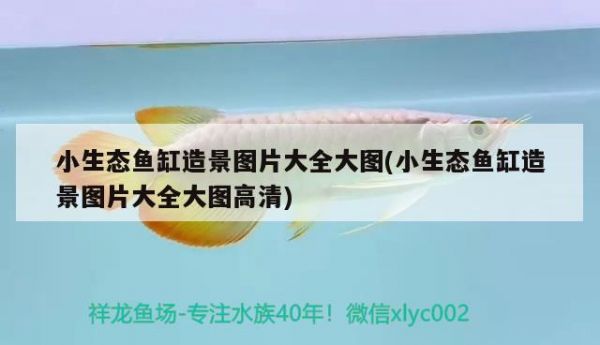 小生态鱼缸造景图片大全大图(小生态鱼缸造景图片大全大图高清)
