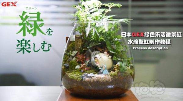 【交流】微景生态缸手把手制作视频教学，快和老王一起造起来。-图1