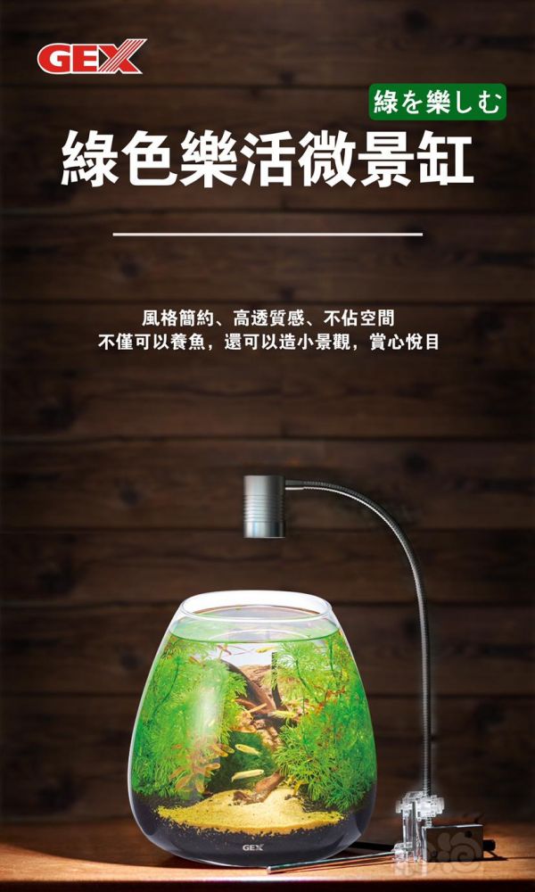 【交流】微景生态缸手把手制作视频教学，快和老王一起造起来。-图4