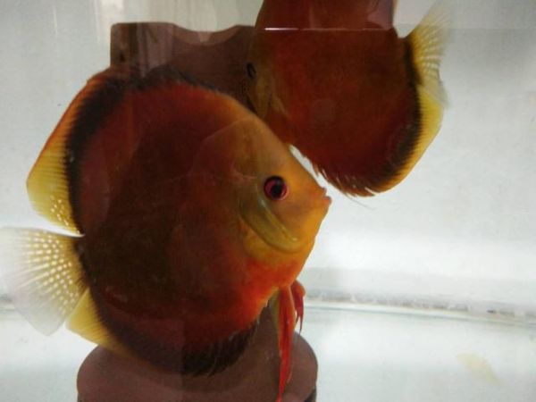 热带观赏鱼水温控制多少度好,热带鱼24度水温合适吗