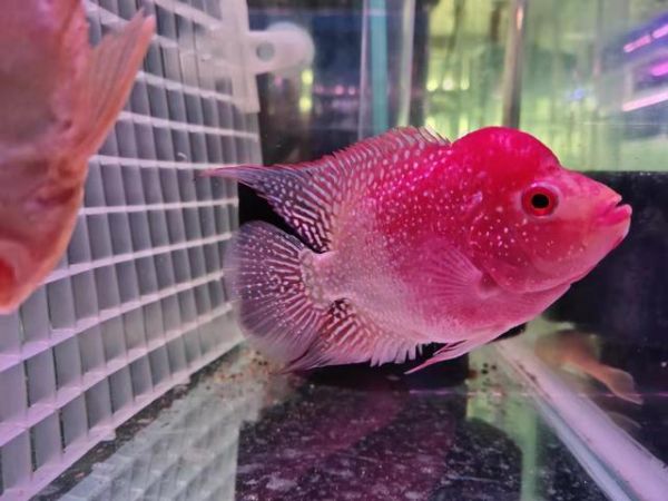 热带观赏鱼水温控制多少度好,热带鱼24度水温合适吗