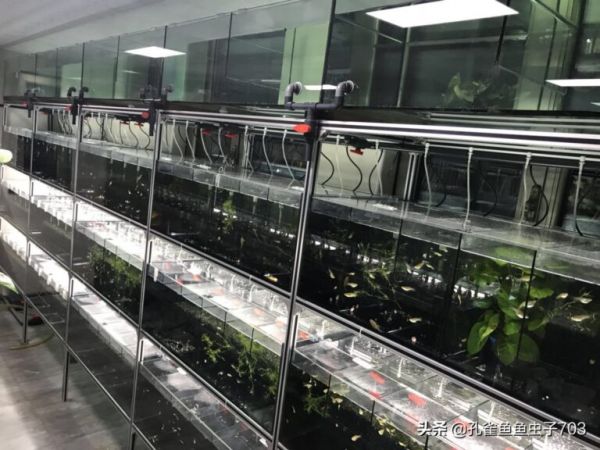 冬季饲养孔雀鱼的时候,注意一些关键环节,能让你的缸水清鱼靓
