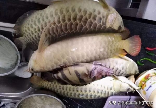 冬季饲养孔雀鱼的时候,注意一些关键环节,能让你的缸水清鱼靓