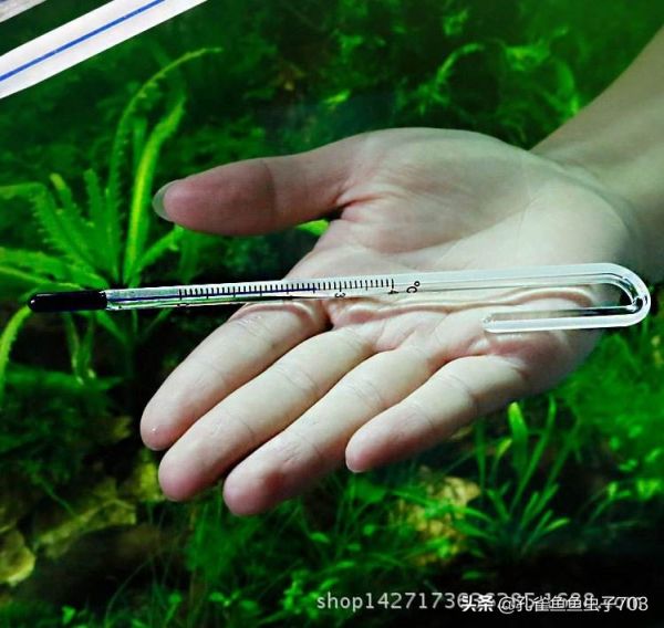 冬季饲养孔雀鱼的时候,注意一些关键环节,能让你的缸水清鱼靓