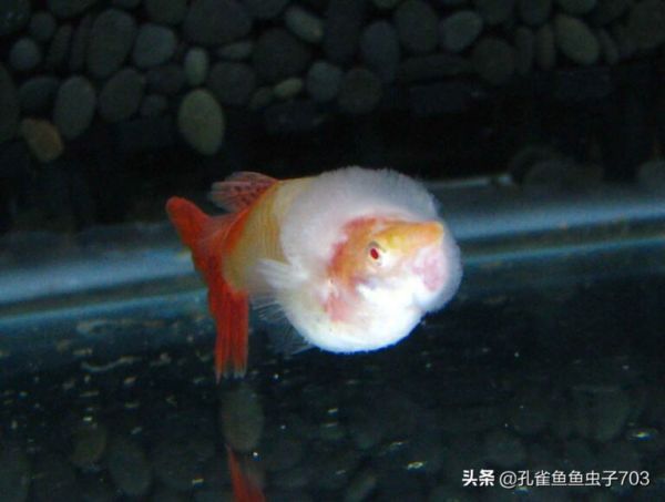 冬季饲养孔雀鱼的时候,注意一些关键环节,能让你的缸水清鱼靓