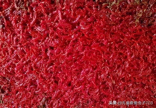 冬季饲养孔雀鱼的时候,注意一些关键环节,能让你的缸水清鱼靓