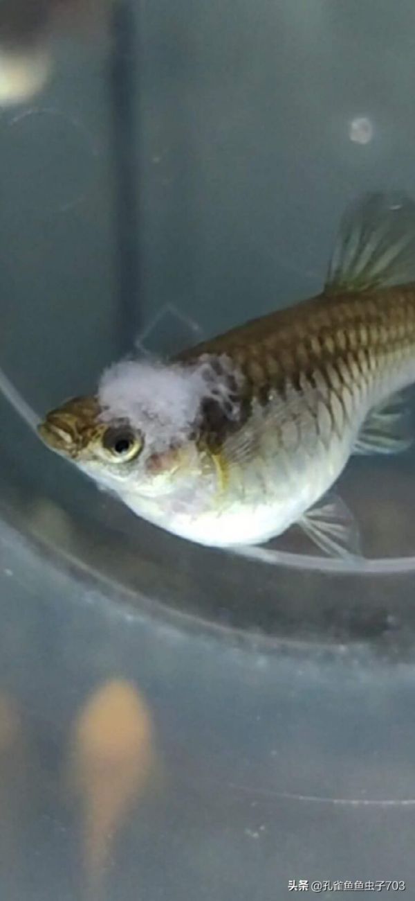 冬季饲养孔雀鱼的时候,注意一些关键环节,能让你的缸水清鱼靓