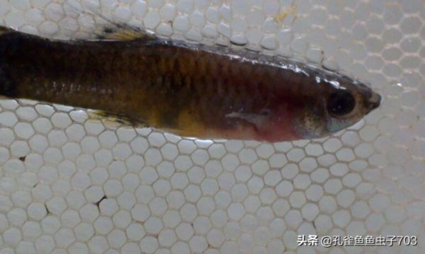 冬季饲养孔雀鱼的时候,注意一些关键环节,能让你的缸水清鱼靓