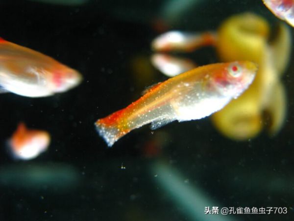 冬季饲养孔雀鱼的时候,注意一些关键环节,能让你的缸水清鱼靓