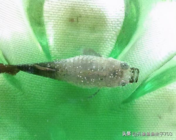 冬季饲养孔雀鱼的时候,注意一些关键环节,能让你的缸水清鱼靓
