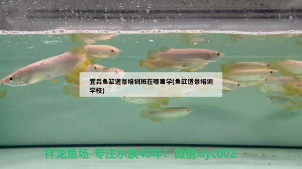 宜昌鱼缸造景培训班在哪里学(鱼缸造景培训学校)