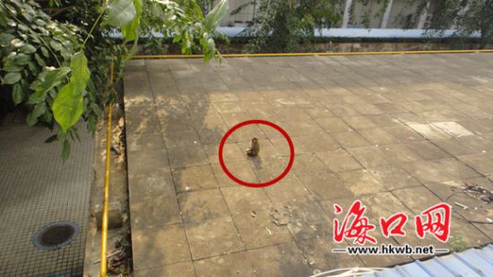 院子里的小猴