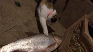DIY超有爱超简单自制猫粮的做法 步骤1