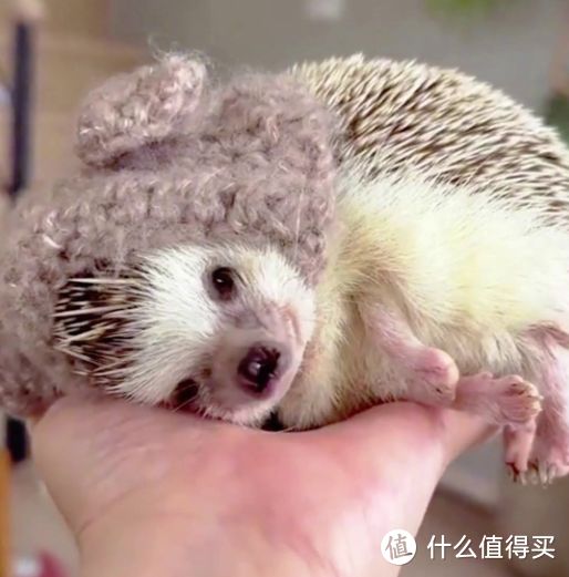 萌宠入门必备!全面剖析如何选对平价宠物,让爱与经济、环境和谐共生