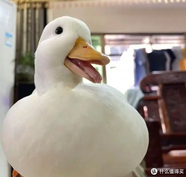 萌宠入门必备!全面剖析如何选对平价宠物,让爱与经济、环境和谐共生