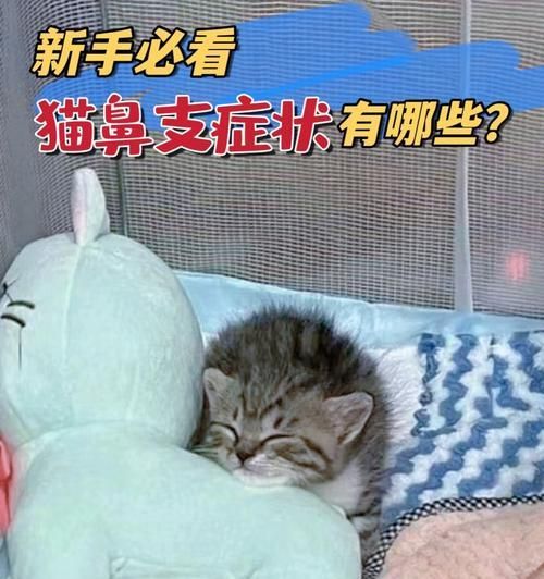 猫咪鼻涕患者的日常护理（关注宠物鼻涕症状）