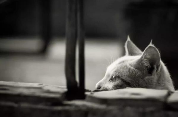 猫3.jpg