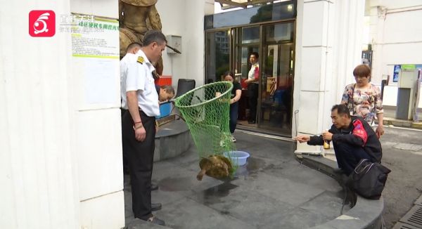 贵阳一小区道路中央，来了只“四脚兽”拦路？走近一看才发现是......