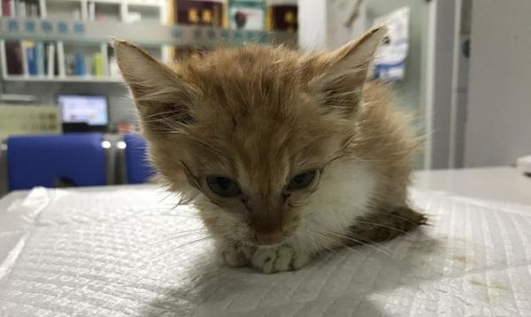 宠物小猫气管发炎应对策略（了解病因）