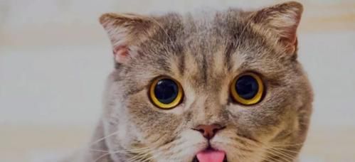 宠物小猫气管发炎应对策略（了解病因）
