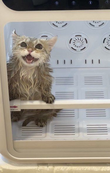 洗猫小哥很温柔就是受了挺多委屈的