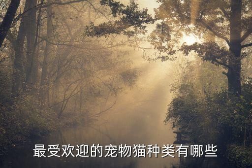 最受欢迎的宠物猫种类有哪些