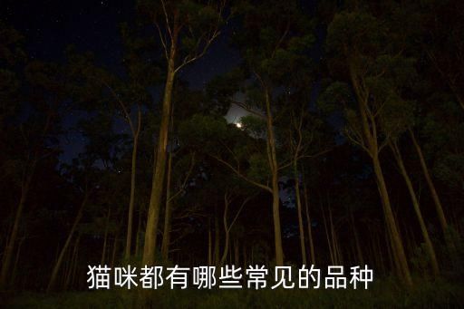 猫咪都有哪些常见的品种