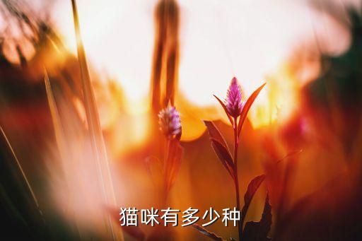 猫咪有多少种