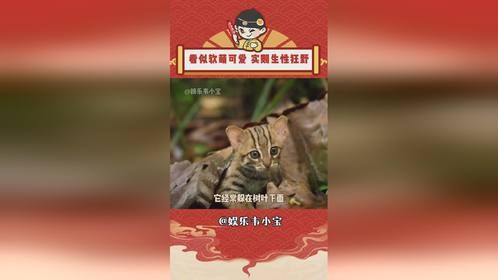 看似软萌可爱，实则生性狂野