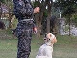 昆山训犬基地 训狗不打骂 宠物狗狗行为训练 附近训犬基地