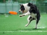 苏州太仓专业训犬超大场地 附近训犬基地 附近训犬基地