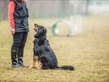 苏州太仓宠物训练 春节狗狗寄养