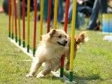苏州昆山宠物训练学校 2-4个月幼犬训练 欢迎来电