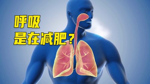脂肪是怎么排出体外的？大口呼吸真的可以减肥吗？