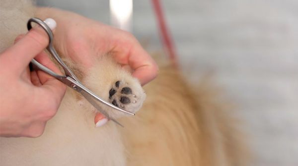 动物 宠物 毛皮 可爱 发型 疏导 沙龙 理发 发 犬 发刷 手 设备 刷 专业的 切 理发师 头 狗 纯种 扶植 品种 国内 魅力 兽医 哺乳动物 梳子 家畜 专家 狗