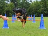 重庆綦江宠物犬行为习惯纠正-免费接送上门
