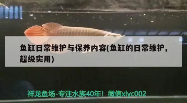 鱼缸日常维护与保养内容(鱼缸的日常维护,超级实用)