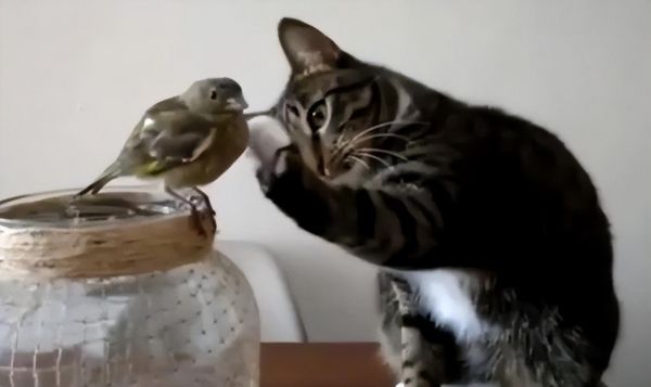 为什么猫咪会发出鸟叫声?原来是猫咪的狩猎本能